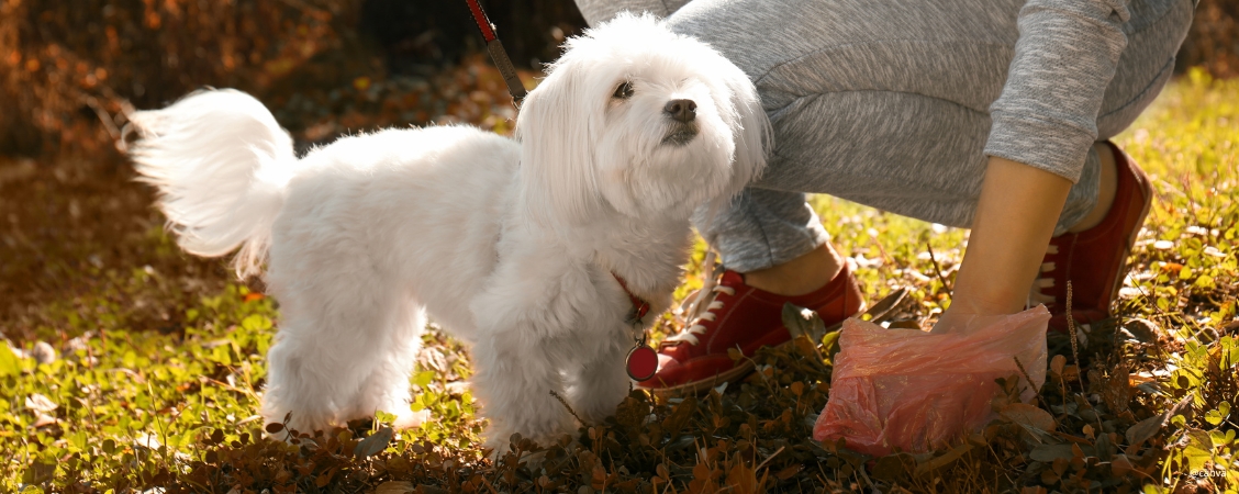 Grottaglie introduce norme più rigide per i proprietari di cani